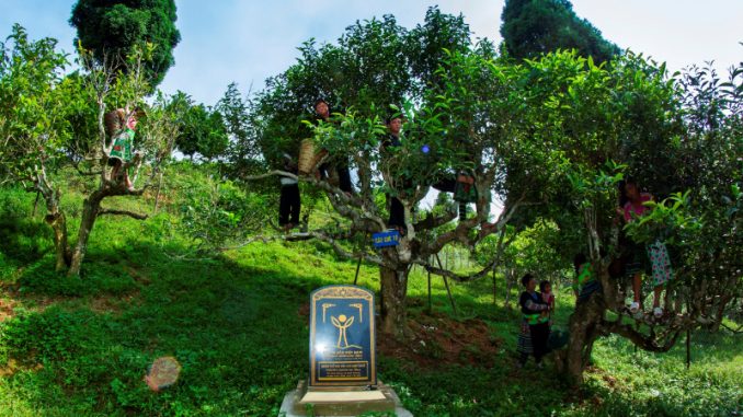 Đặc sản chè Shan Tuyết Suối Giàng - Yên Bái 3