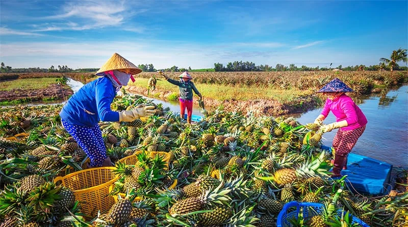 Du lịch miền Tây nhớ ghé mua Đặc sản Hậu Giang!